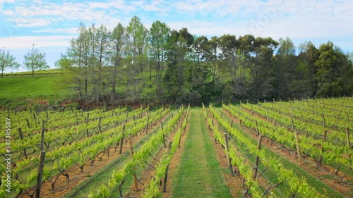 Aerial view of a vineyard, Kumeu, West Auckland photo