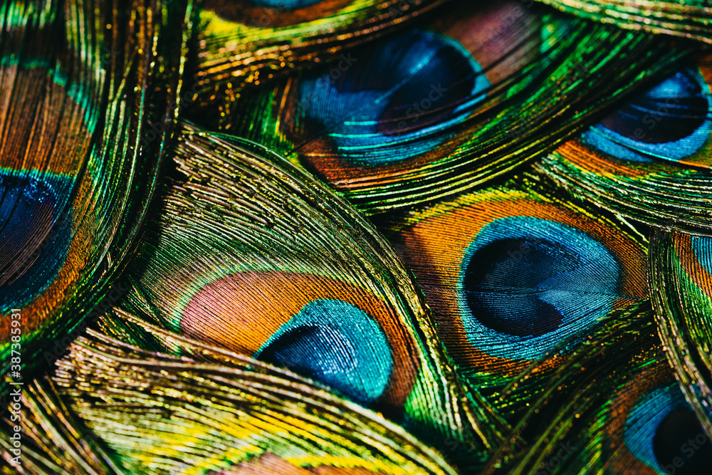 Fototapeta Pióra tropikalnego pawia. Makro, zbliżenie. Piękne zwierzęta. dokładność kolorów natury.