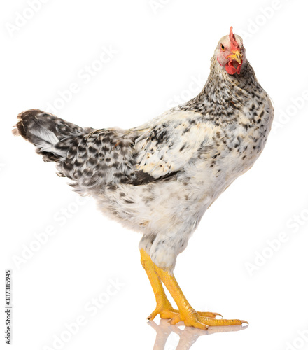 one gray rooster isolated on white background, studio shoot