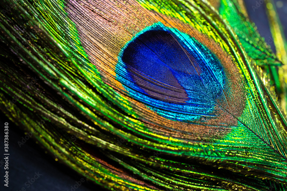 Obraz premium Feathers of tropical peacock bird. Macro, close-up view. Beautiful animals. color accuracy of nature.