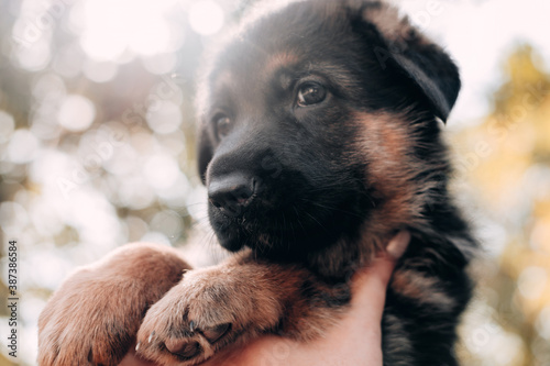 A cute purebred puppy is sitting in the hands of a human and posing against a background of green leaves. Little black and red German shepherd puppy sitting against the background of green trees. © Ekaterina