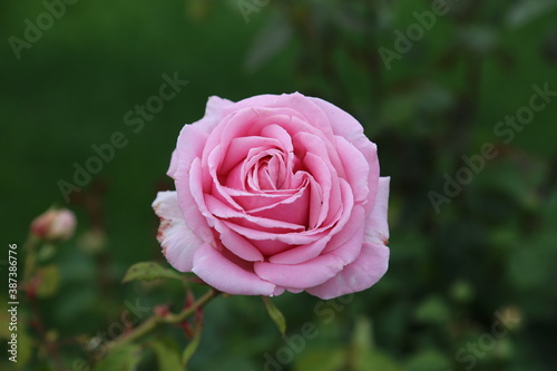 pink rose in garden