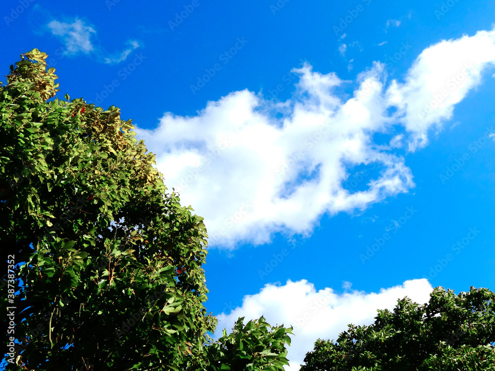 Obraz premium 街路樹と青空