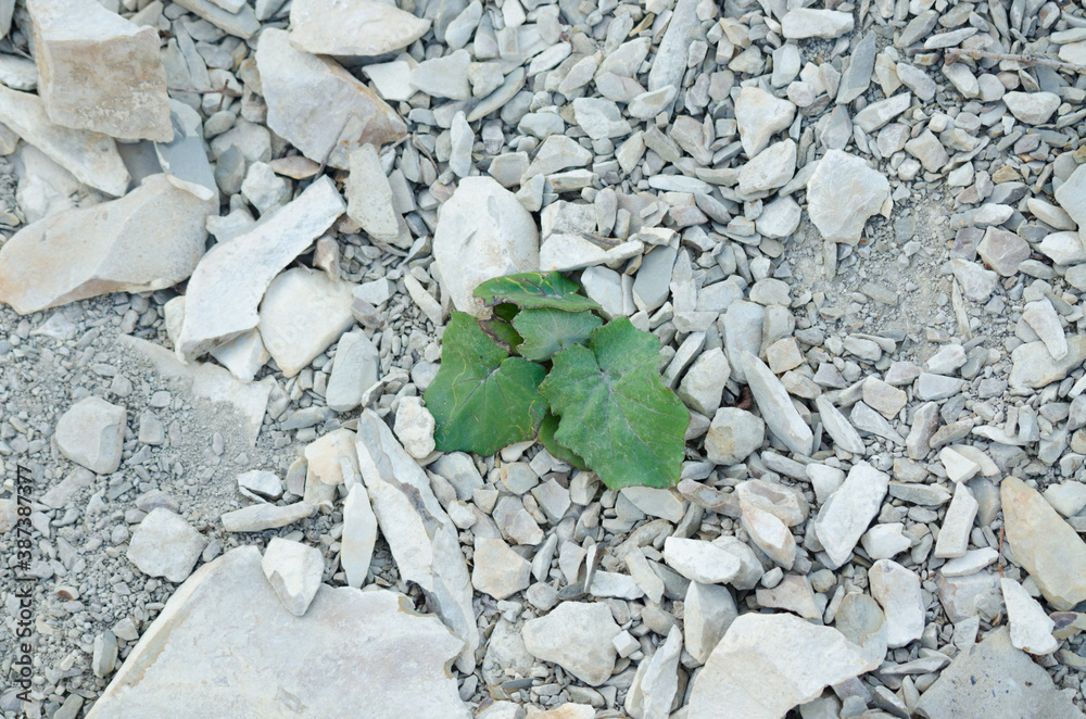 custom made wallpaper toronto digitalGreen plant sprouts among the stone soil