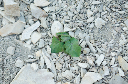 Wallpaper Mural Green plant sprouts among the stone soil Torontodigital.ca