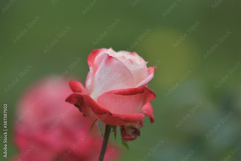 Red and white rose flowers blooming in the garden Red and white rose flowers blooming in the garden