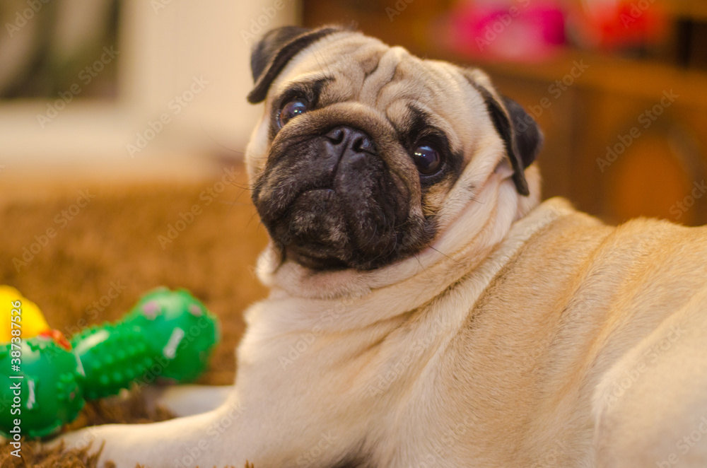 Portrait of a pug puppy sitting on a blanket