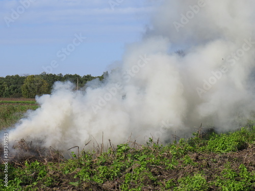 Green grass on a background of thick smoke