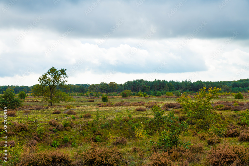 heather fields in the veluwe in the netherlands