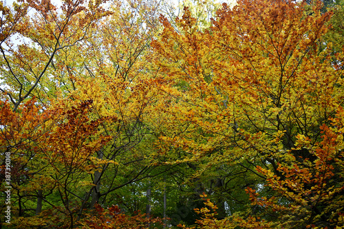 intensiv gelbes, rotes und braunes Laub auf Bäumen im Wald herbstliche Farben