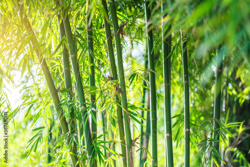 Bamboo tree in the morning.