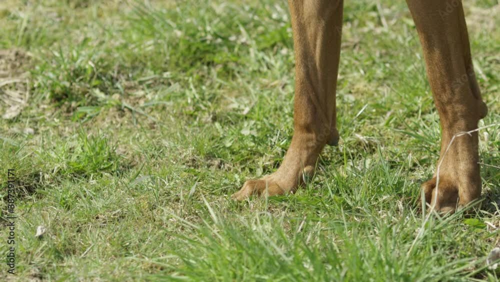 Legs of a dog Rhodesian Ridgeback playing on a field Legs of a dog Rhodesian Ridgeback playing on a field