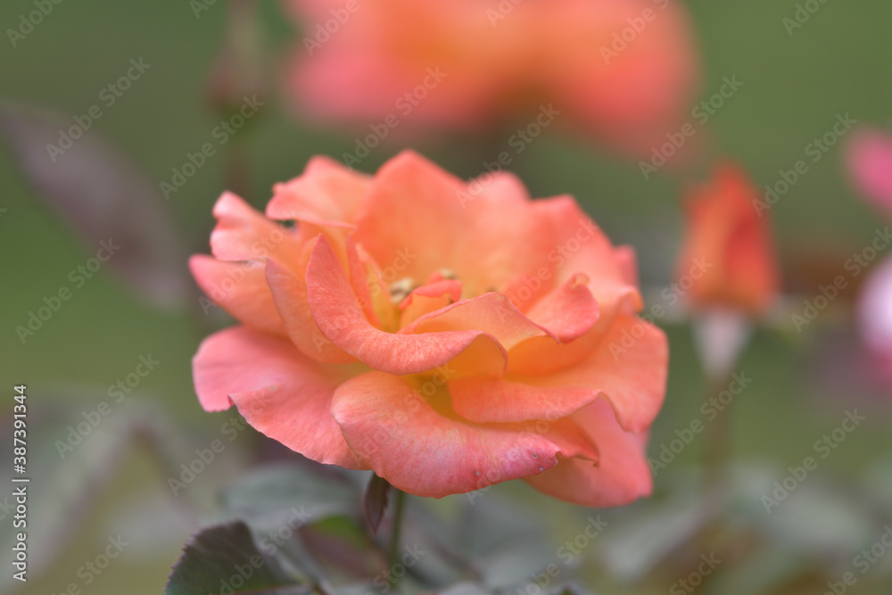 A pale orange rose flower blooming in the garden
