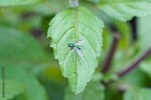 bug on leaf © Sitak