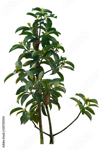 A small mangosteen tree with a prop. The tree was born from the graft. On isolated white background with clipping path.