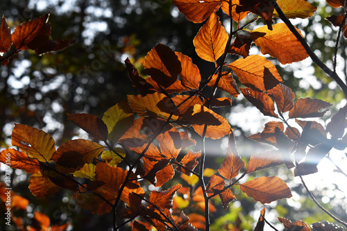 Braune Buchenbl  tter im herbstlichen Wald  gelbbraune Herbstfarben