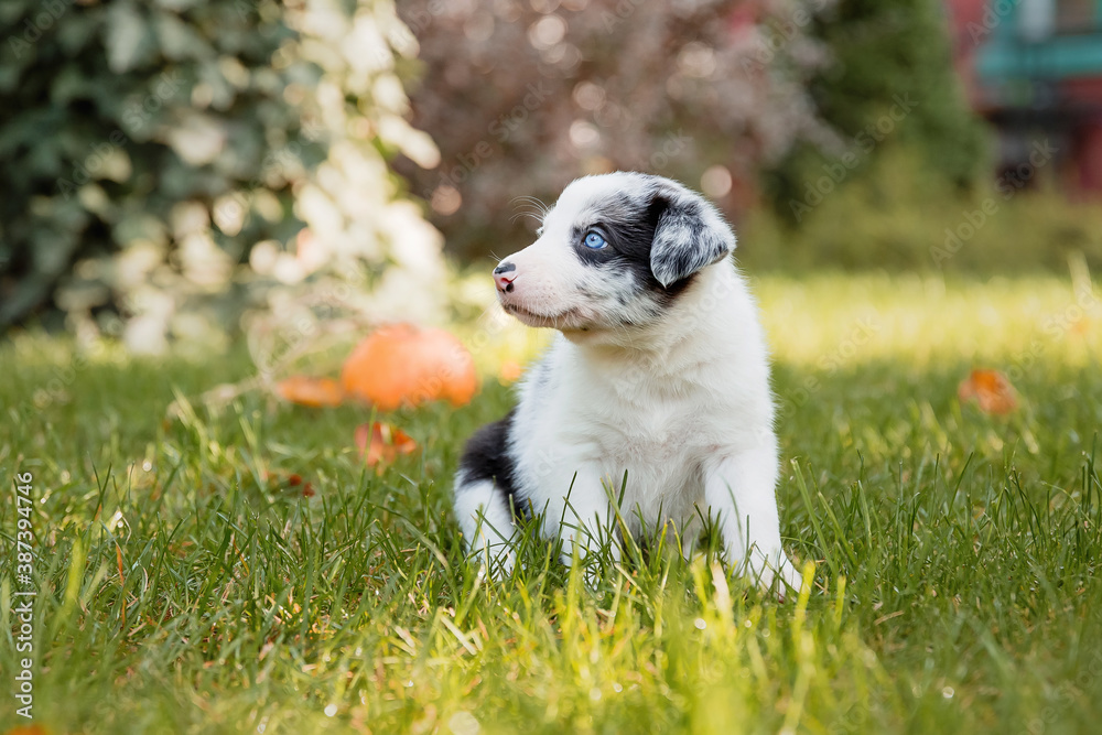 Border Collie puppy in nature