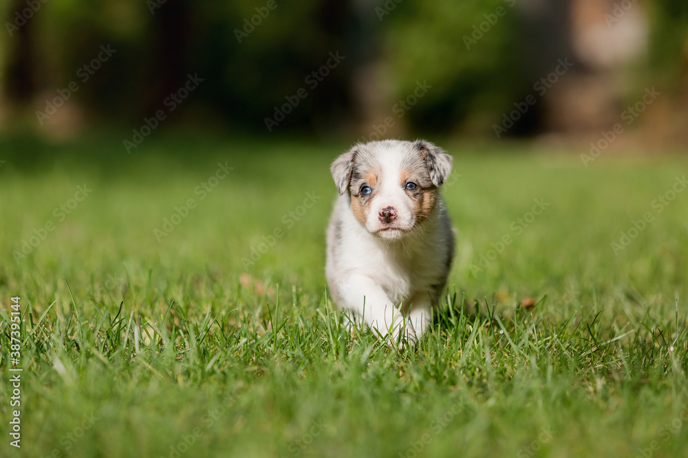 Border Collie puppy in nature