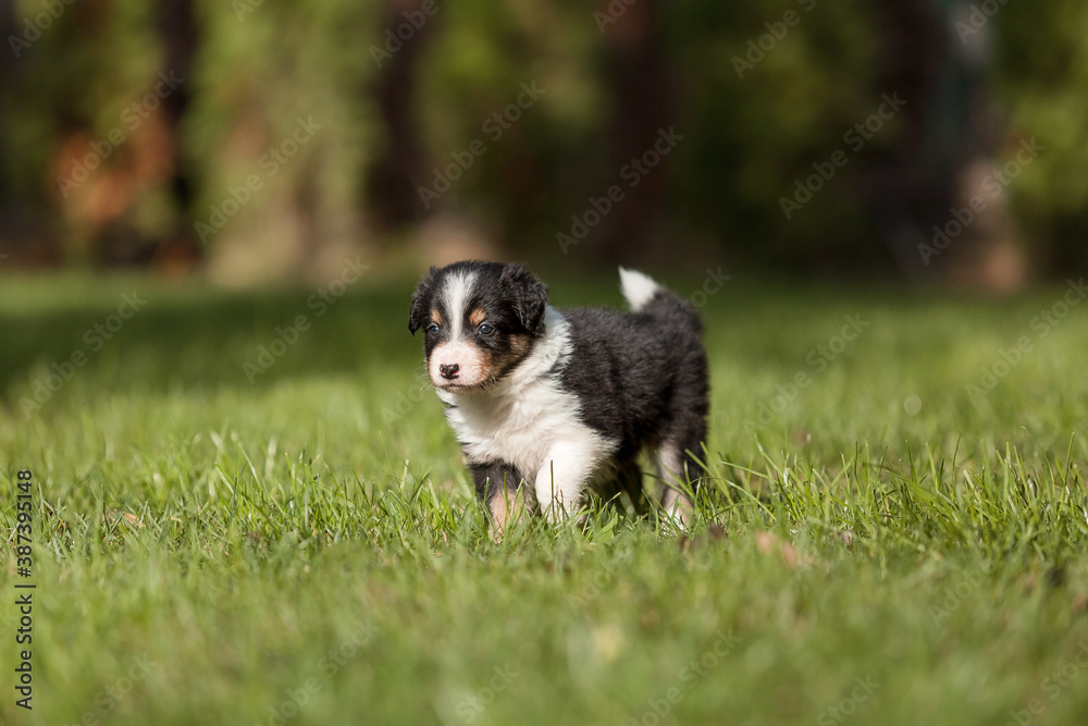 Border Collie puppy in nature Border Collie puppy in nature