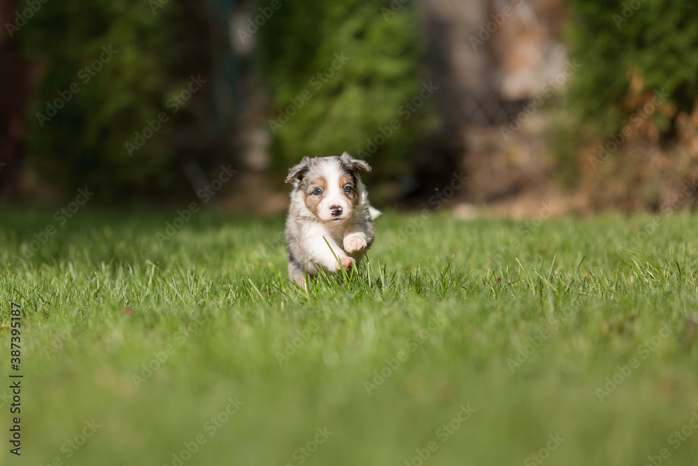 Border Collie puppy in nature