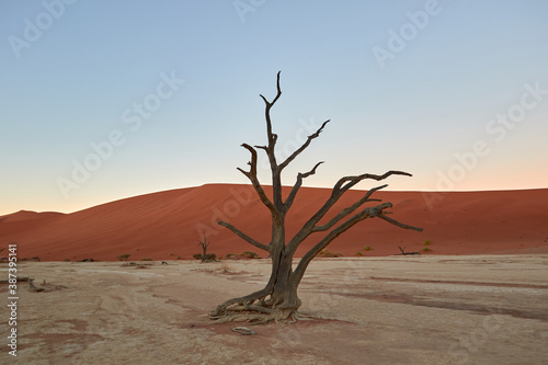 Deadvlei during sunrise with camel thorn trees © Lennjo
