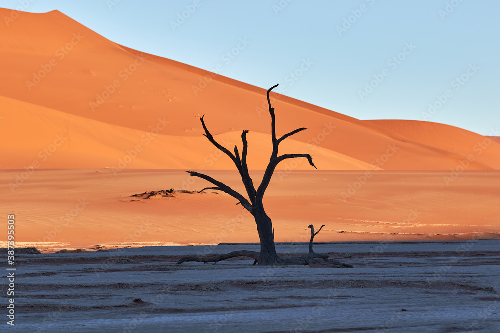 Deadvlei during sunrise with camel thorn trees