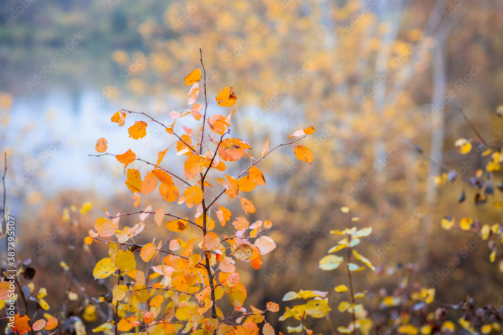 Beautiful aspens with fiery orange leaves in the wild forest forest. Selective focus.
Beautiful aspens with fiery orange leaves in the wild forest forest. Selective focus.