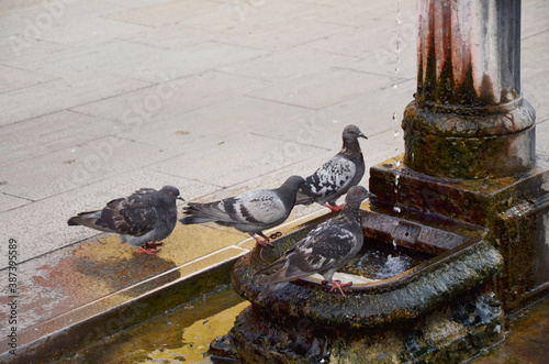 Pigeon queuing up for water at venice water tap.