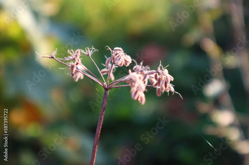 Dry inflorescence of a plant in the Park in the rays of the sunset, close - up-the concept of autumn nature walks