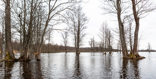 Fotografie Flooded soomaa bog in spring, fifth season
