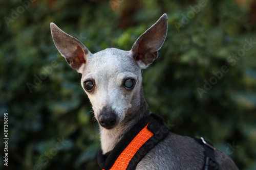 A blind dog in red collar close-up