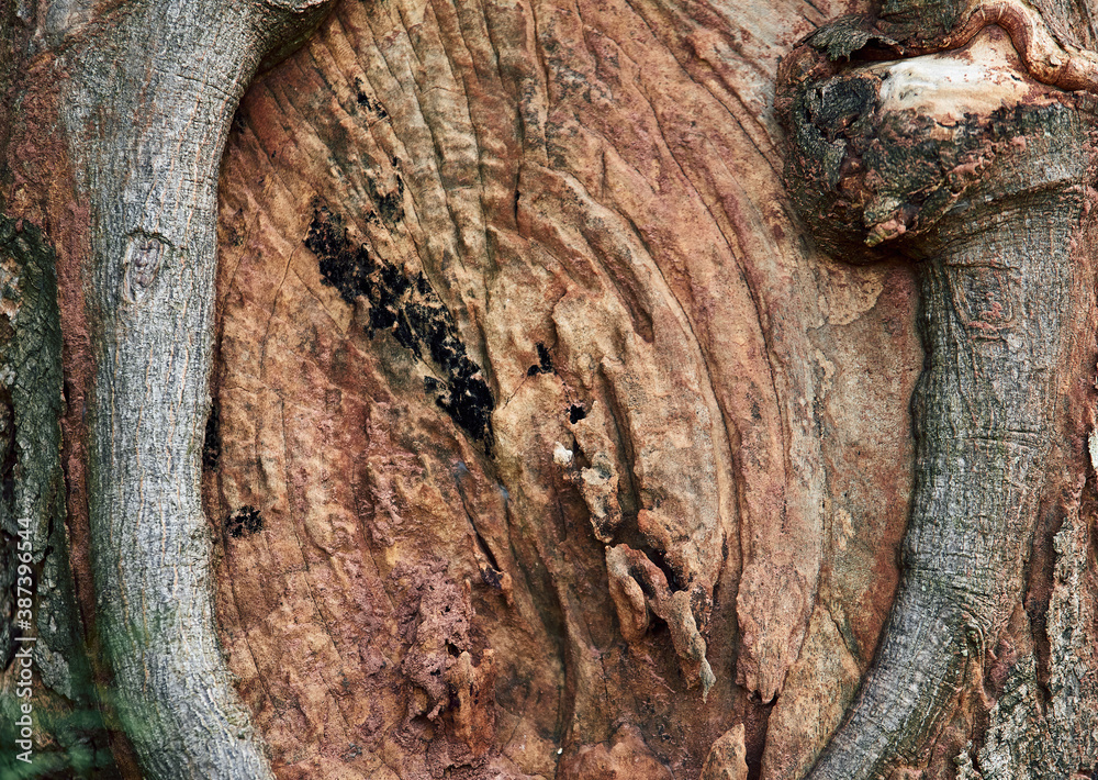 Close-up view of the decaying tree trunk Close-up view of the decaying tree trunk