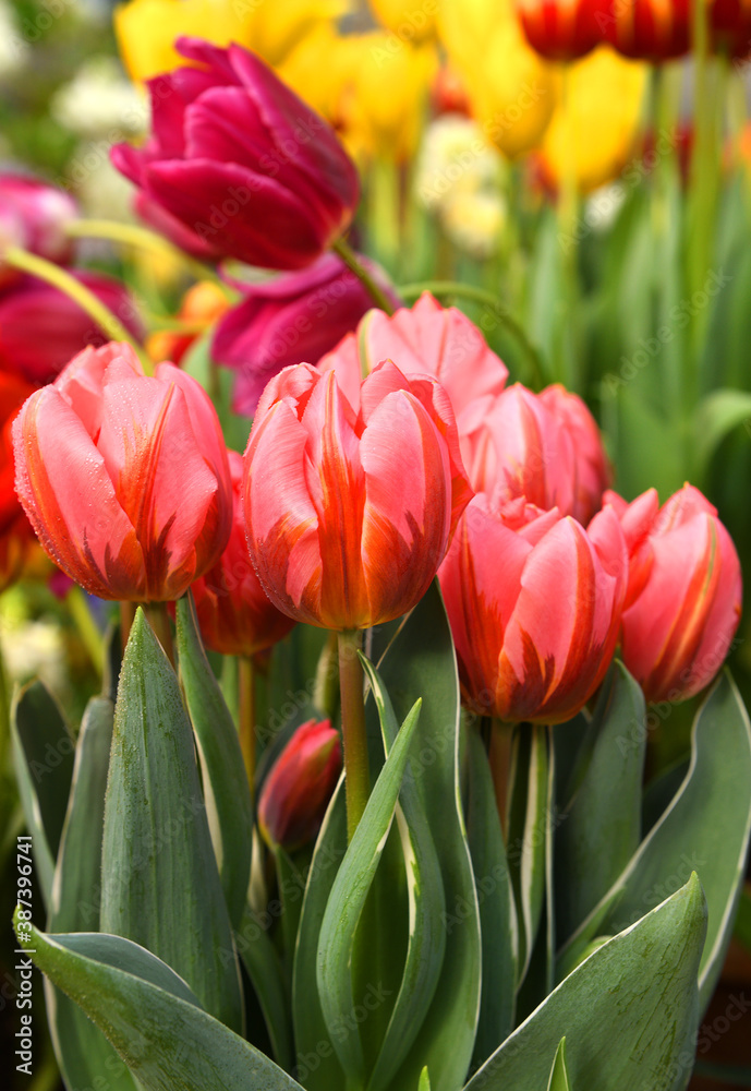 Tulips Pretty Princess, sultry rose-pink, against background of colorful bright tulips