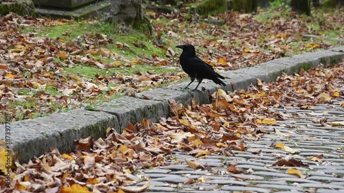The carrion crow on the paved road of Père Lachaise cemetery in Paris