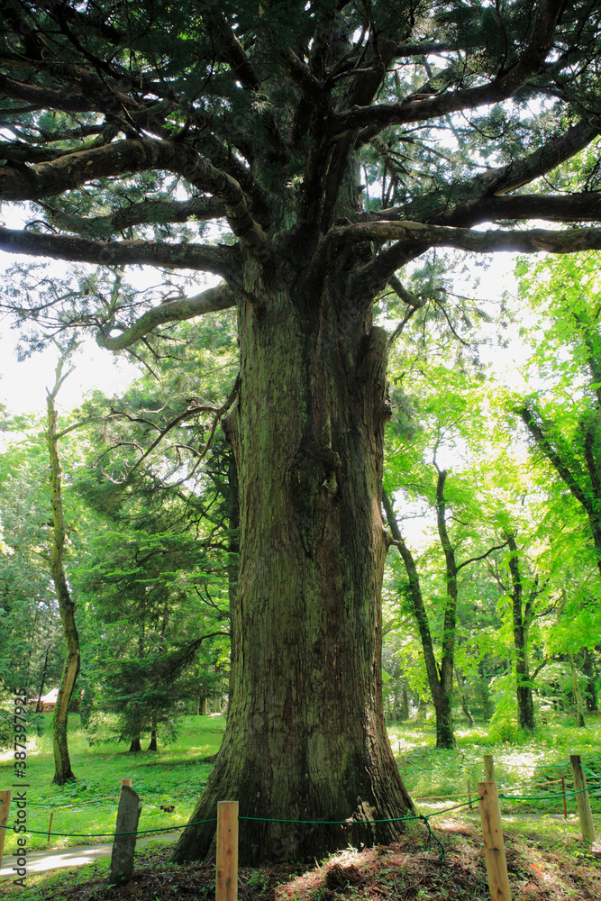 Fototapeta premium 白河の関跡 従二位の杉