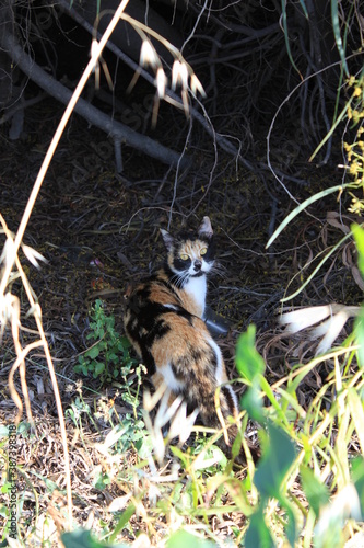Cat is looking at the camera