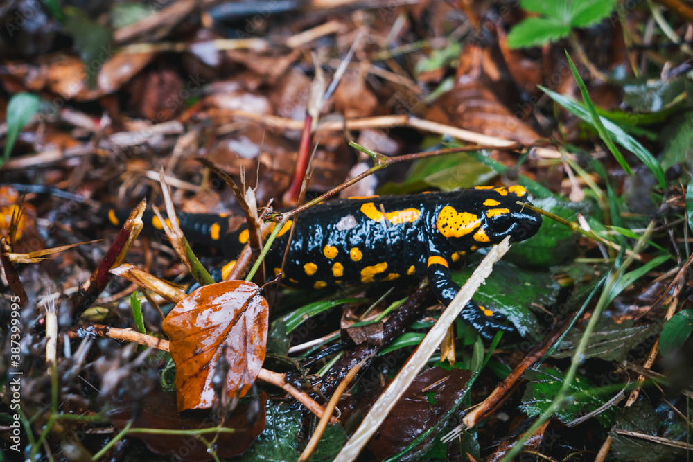 Fire Salamander Salamandra salamandra on Wet Woodland Ground in the Austrian Alps Fire Salamander Salamandra salamandra on Wet Woodland Ground in the Austrian Alps