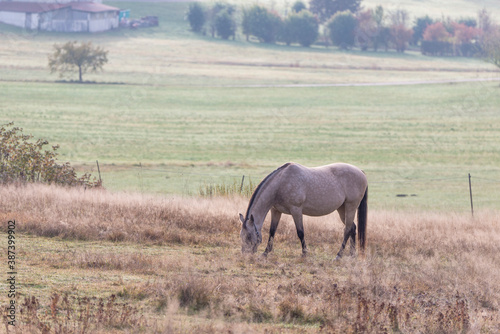 Pferd auf der Weide