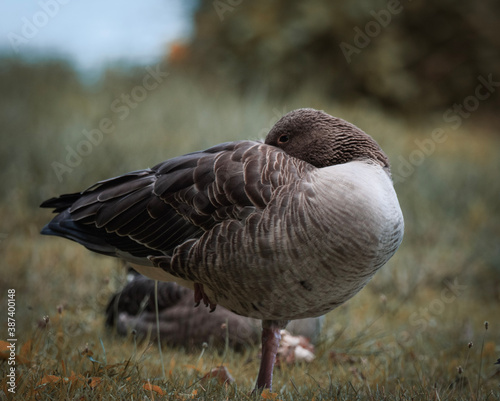 Goose is sleeping (Gans schläft) © Anjas.Fotowelt