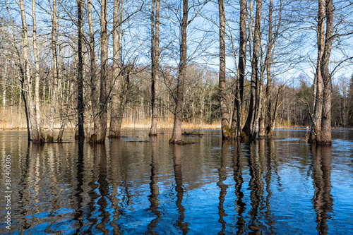 Flooded soomaa bog in spring, fifth season photo