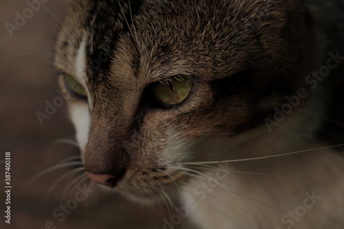 cat face