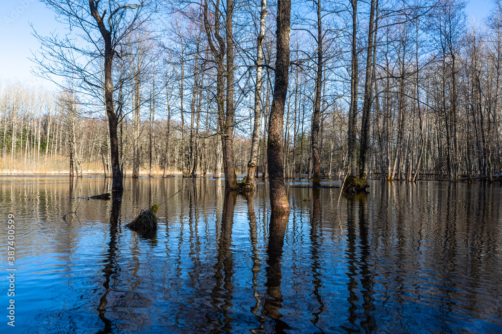 Flooded soomaa bog in spring, fifth season
