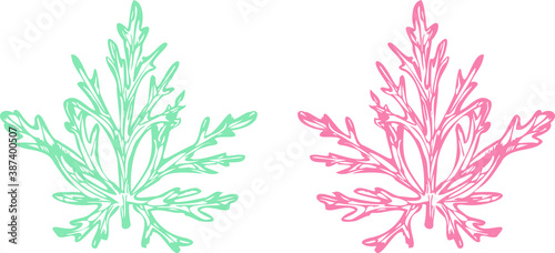 Fototapeta Naklejka Na Ścianę i Meble -  Botanical drawing of a monkshood leaf in two colors pink and blue. 