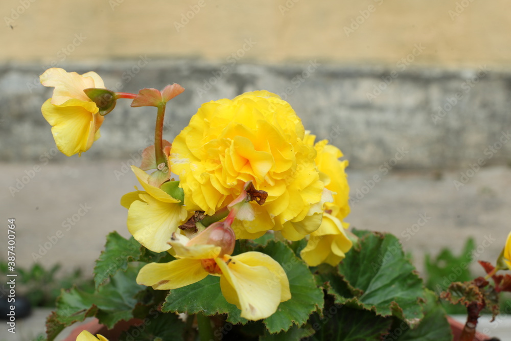 field of blooming yellow flowers on a background sunset