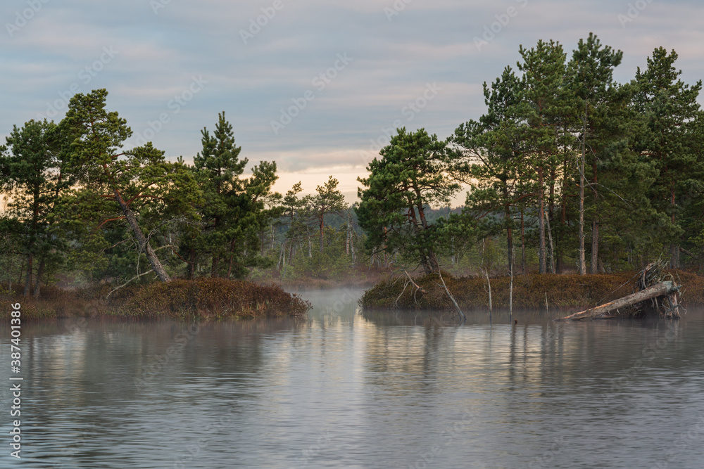 misty morning in the swamp lake misty morning in the swamp lake