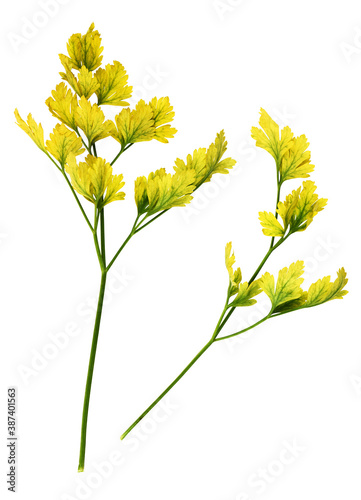 Set of faded  yellow parsle...