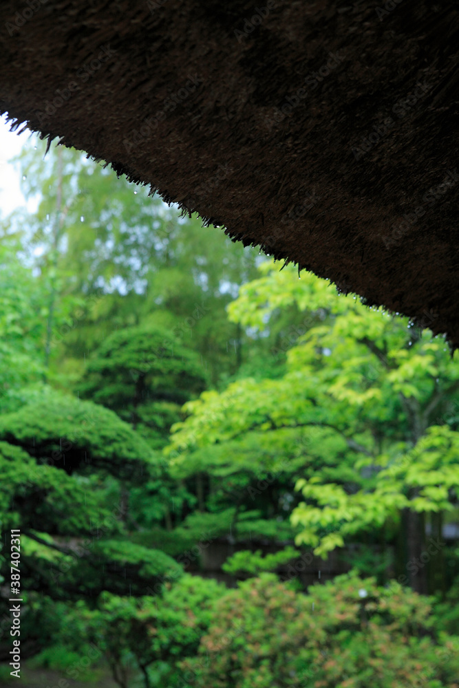 Fototapeta premium 雨の藁葺き屋根