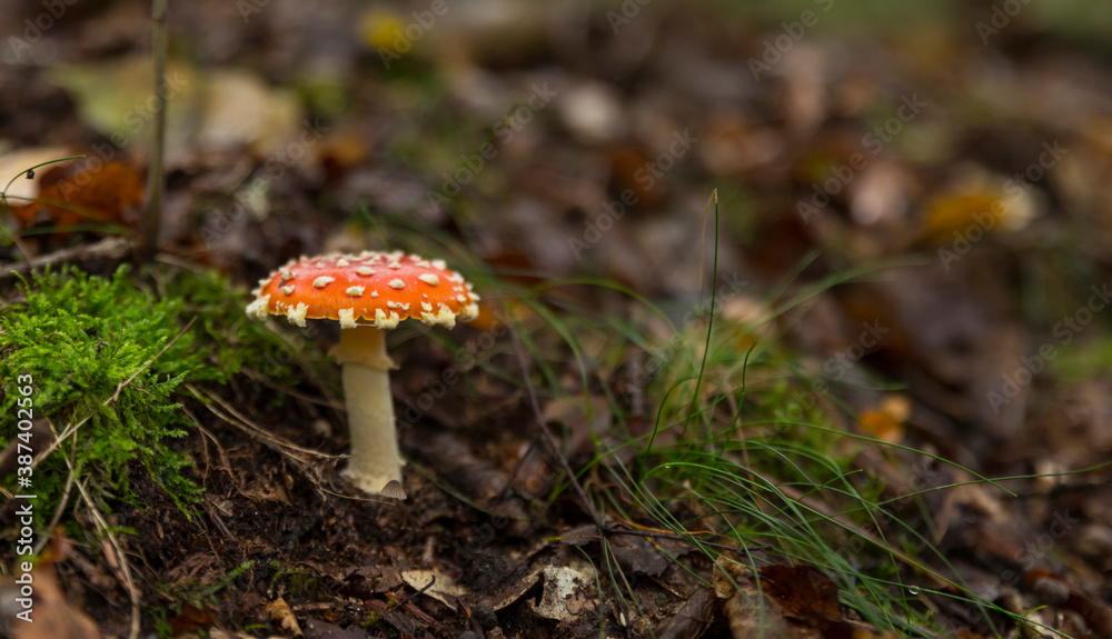 Amanita muscaria mushroom with red and white dots Amanita muscaria mushroom with red and white dots