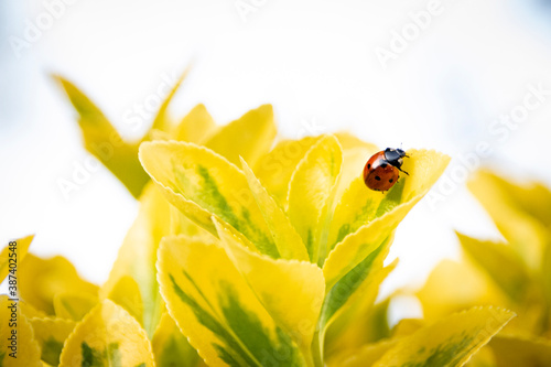 Ladybug (Marienkäfer auf Pflanze)