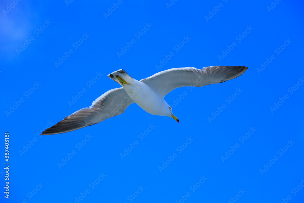 Obraz premium ウミネコ